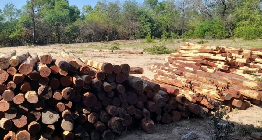 BOSQUES SECUESTRÓ 350 POSTES DE QUEBRACHO COLORADO