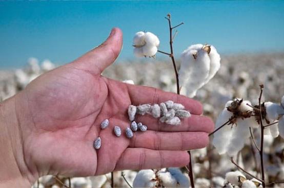 *productores algodoneros  chaqueños accederán a semillas sertificadas con una bonificación del 60%